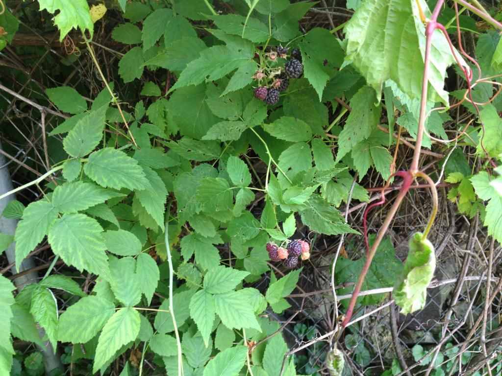 raspberries 1 photo IMG_0036.jpg